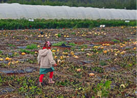 Petite fille aux potirons