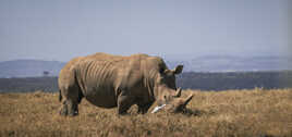 Le rhino