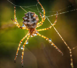 Argiope lobata femelle