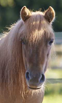 Poney dans la lumière