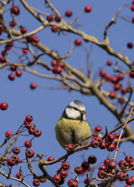 Petite mésange