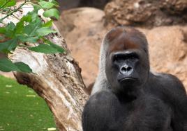 Gorille dos argenté