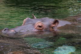 Hippopotame