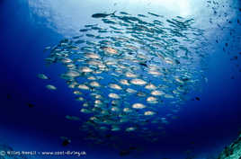 Banc de carangues à Général Thila