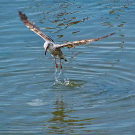 A la pêche...aux déchets