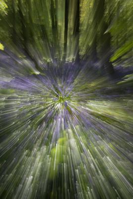 Les jacinthes du bois de Hal