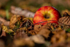 couleurs d'automne