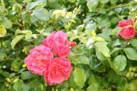 LES ROSES