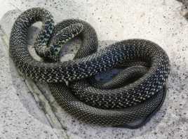 La visiteuse d'Avril