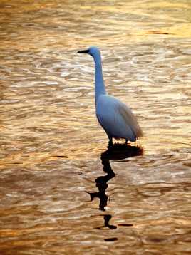 Aigrette au soleil couchant