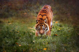 sur ses gardes II...