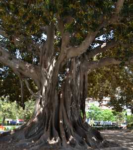 Tronc ou racines - Racines ou tronc?