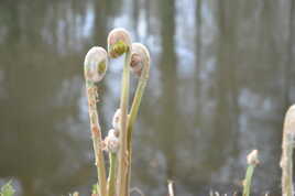 Prémices de fougère