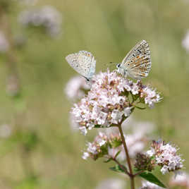 Le duo de marjolaine.