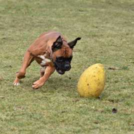 25 kg de muscle en action