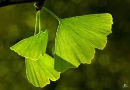 Ginkgo biloba