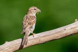 nourrissage des petits