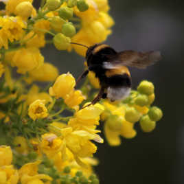 buzzzzzzzzzzzz ! le bourdon.