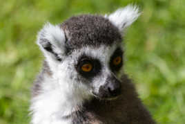 Limurien chez les gros chats (parc des félins)