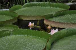 Eclosion des fleurs du "Plateau"