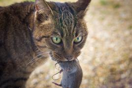 Le chat et la souris