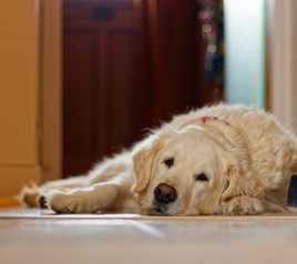 Vie chez la grand mère