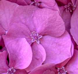 Hortensia