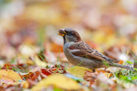 les gourmands sur fond d'automne