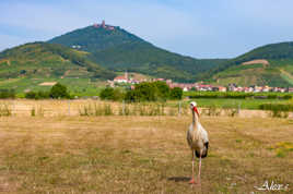 Bienvenue en Alsace