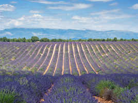 Les rouleaux de Valensole V1