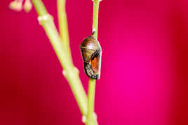 naissance d'une papillon monarque