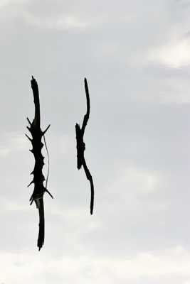 peut etre des oiseaux ??????