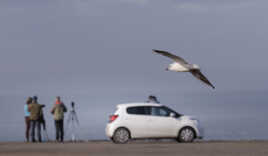 La mouette de Gaston