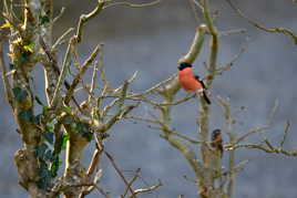 cherche fiancée !!!