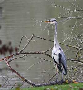 Maitre héron en son domaine