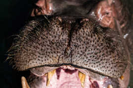 besoin d'épilation ?