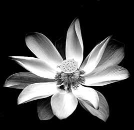 Fleur de Lotus N&B