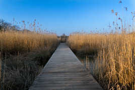 Observatoire des oiseaux