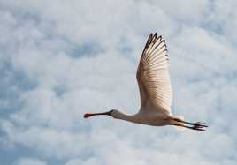 surprise en plein vol au puy du fou