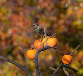 "L'oiseau et la douceur des fruits"