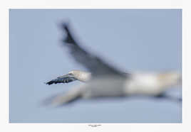 Attention un Fou de Bassan peut en cacher un autre