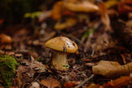 Dans les bois