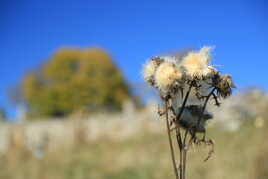 On m’a souvent traité de mauvaise herbe.