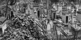 Feuille morte Montmartre