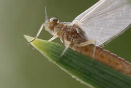 Insecte en contre-plongée