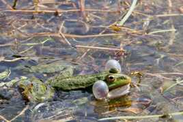 grenouille et ses sacs vocaux