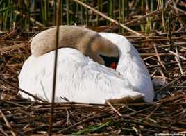 Maman cygne veille sur ses œufs