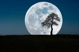 L'arbre et la lune