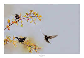 Tableau de Merles a plastron