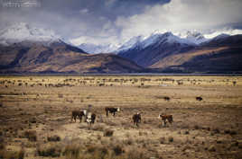 Mount Cook Area